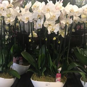 Meet your Posher, Carmela